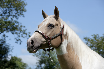 Image showing Palomino Horse portrait