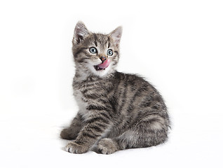 Image showing Small cat licking with the tongue