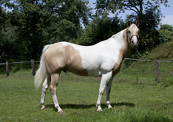 Image showing Horse Palomino portrait