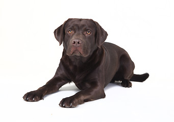 Image showing brown labrador lying