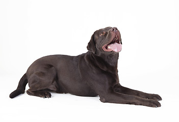 Image showing brown dog lying