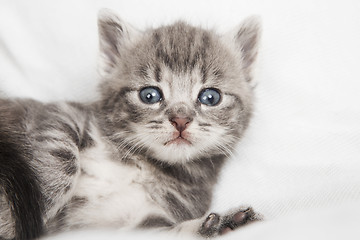 Image showing striped cats child looking at the camera