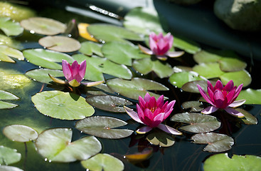 Image showing dwarf water lily