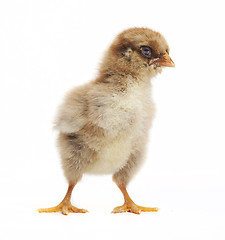 Image showing small orpington chick