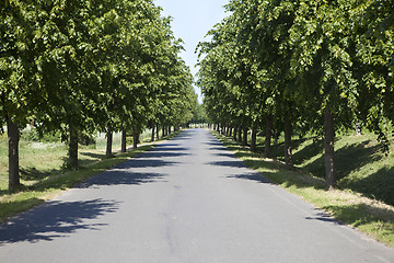 Image showing German tree alley road
