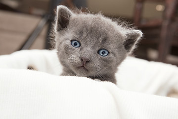 Image showing gray young cat looks 