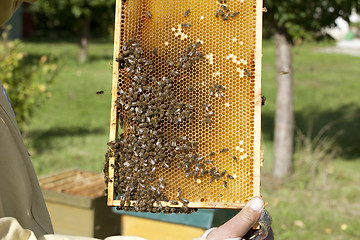 Image showing beekeeper with bees