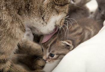 Image showing cat licks her young clean