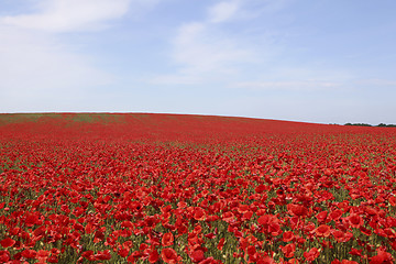 Image showing bright red poppies field