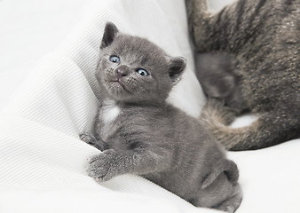 Image showing kitten looks upwards