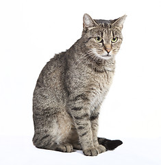 Image showing cat sits and looks