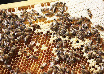 Image showing hive on honeycomb
