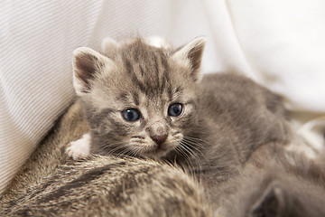 Image showing kitten babies