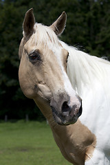 Image showing Palomino portrait