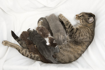 Image showing cat family