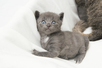 Image showing kitten looking at the camera