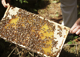 Image showing Hive with honey