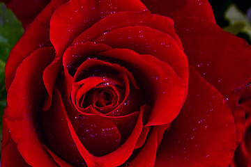 Image showing Red rose