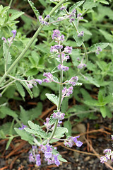 Image showing Catmint