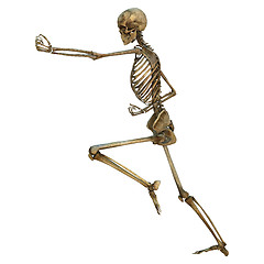 Image showing Human Skeleton