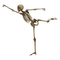 Image showing Human Skeleton