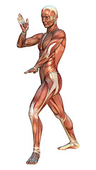 Image showing Muscle Maps