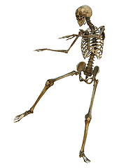 Image showing Human Skeleton