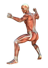 Image showing Muscle Maps