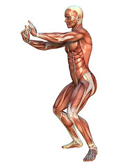 Image showing Muscle Maps