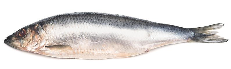 Image showing herring