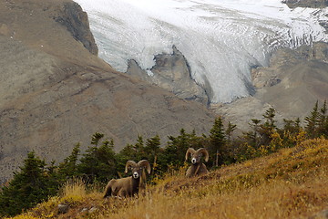 Image showing Rocky Mountain Sheep J