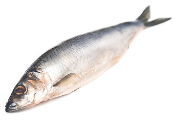 Image showing herring