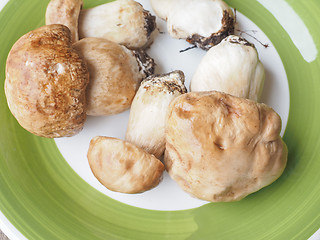 Image showing Porcini Mushroom