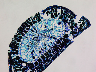 Image showing Pine leaf micrograph