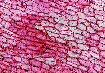 Image showing Onion epidermus micrograph