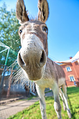 Image showing Donkey