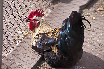 Image showing Rooster cock