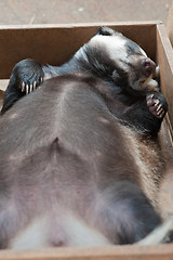 Image showing sleeping badger