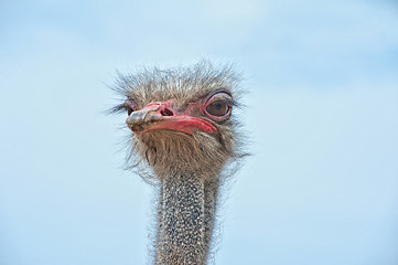 Image showing ostrich