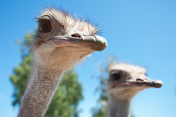 Image showing ostrich