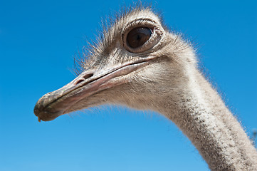 Image showing ostrich