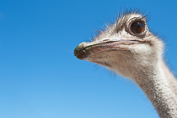 Image showing ostrich