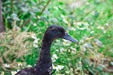 Image showing black duck