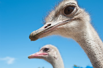 Image showing ostrich