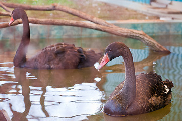 Image showing black swan