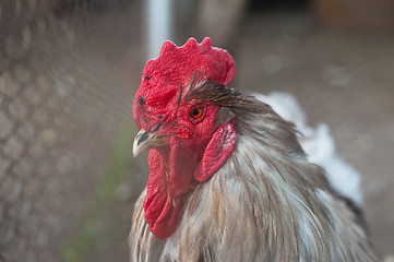 Image showing Rooster cock