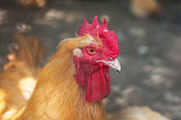 Image showing Rooster cock