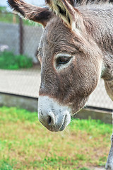 Image showing Donkey