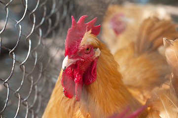 Image showing Rooster cock