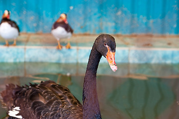 Image showing black swan